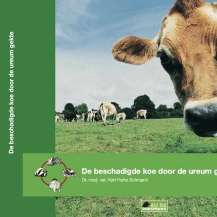 De beschadigde koe door de ureum