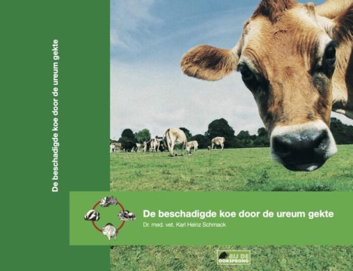 De beschadigde koe door de ureum