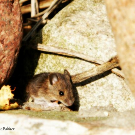 Ratten en muizen